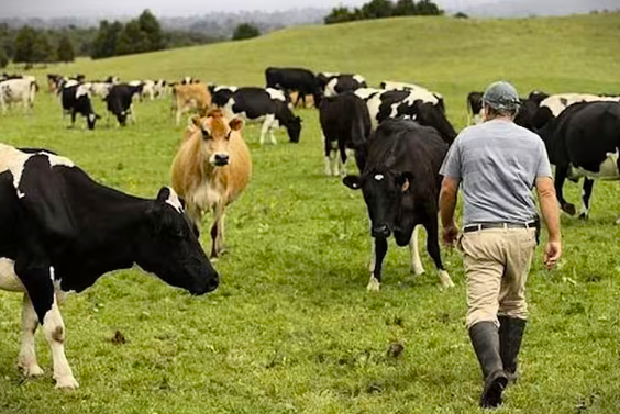 marmer with his cattle